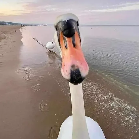 Baywatch-lux 2 Apartman