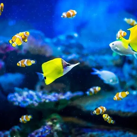 Apartman Baywatch-lux 2