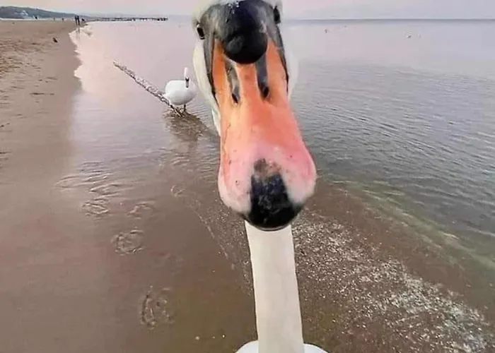 Baywatch-lux 2 Apartment